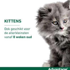 Advantage 80 Spot-On Kat 4-8kg