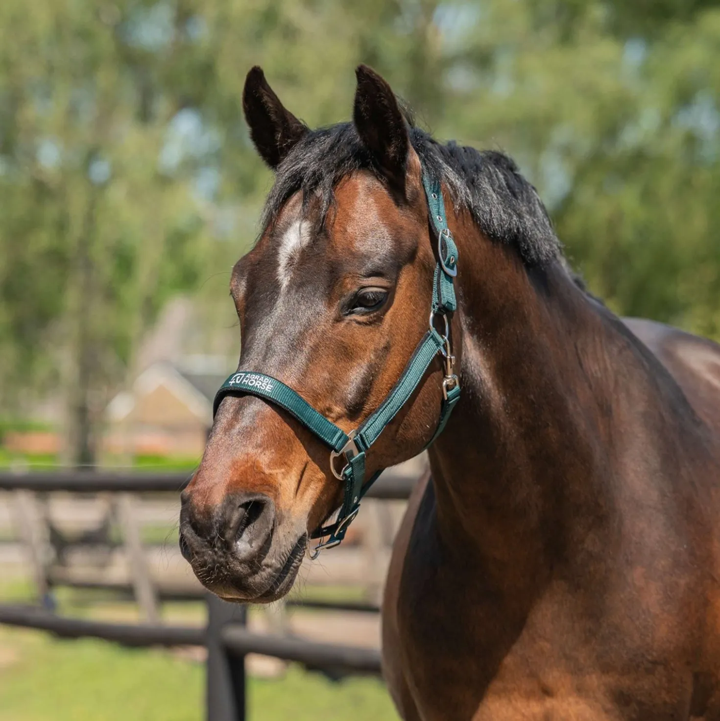 Agradi Horse Halster Athletic Fir Green