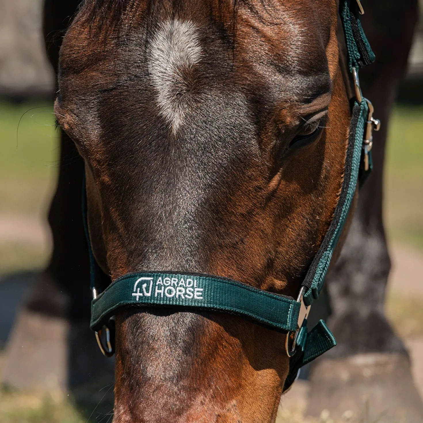 Agradi Horse Halster Athletic Fir Green