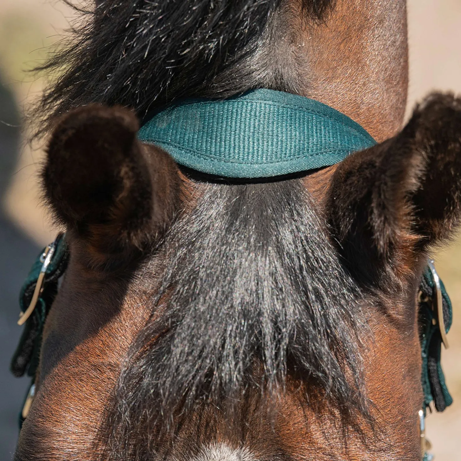 Agradi Horse Halster Athletic Fir Green