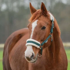 Agradi Horse Halster First Fir Green