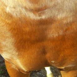 Animaderm Verzorgende Crème Cutene