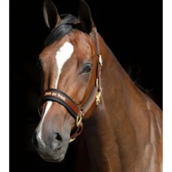 Back on Track Halster Werano Bruin