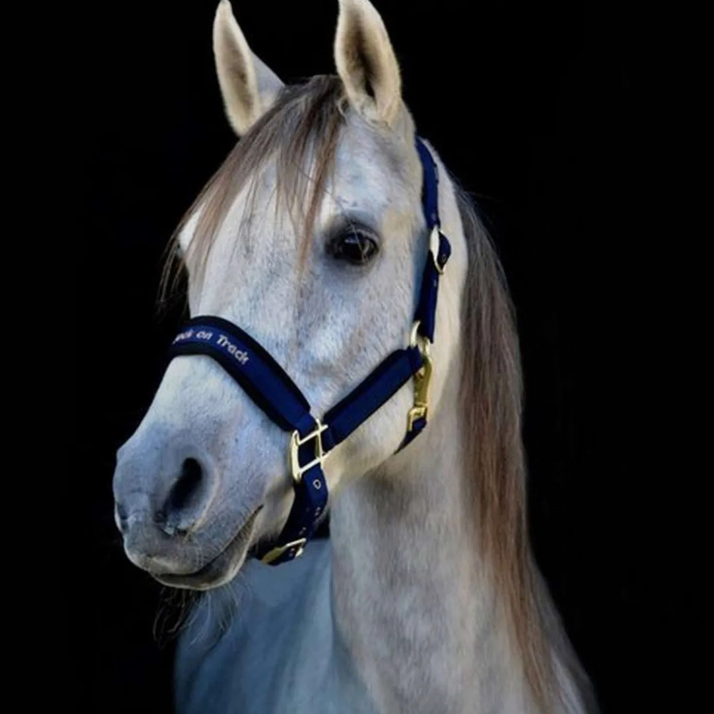 Back on Track Halster Werano Blauw