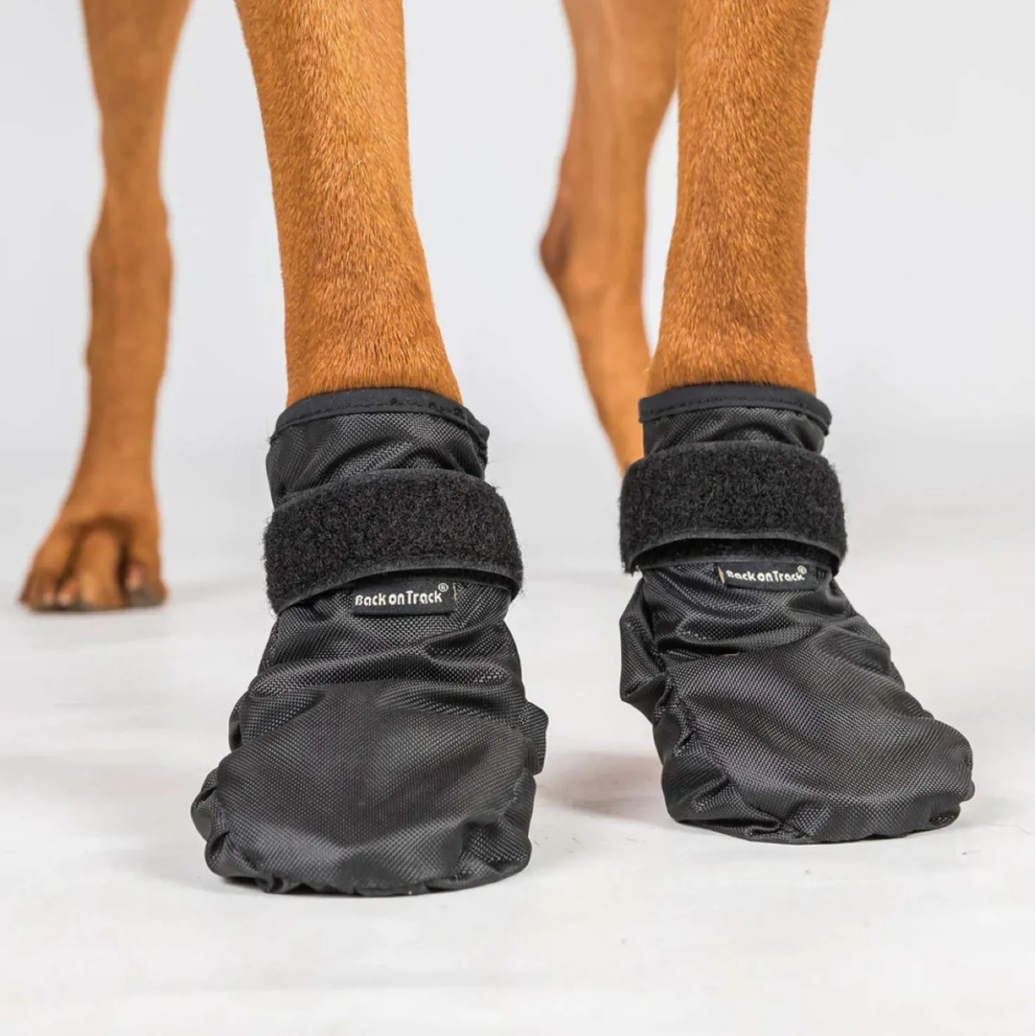 Back on Track Hondenschoenen Koda Zwart