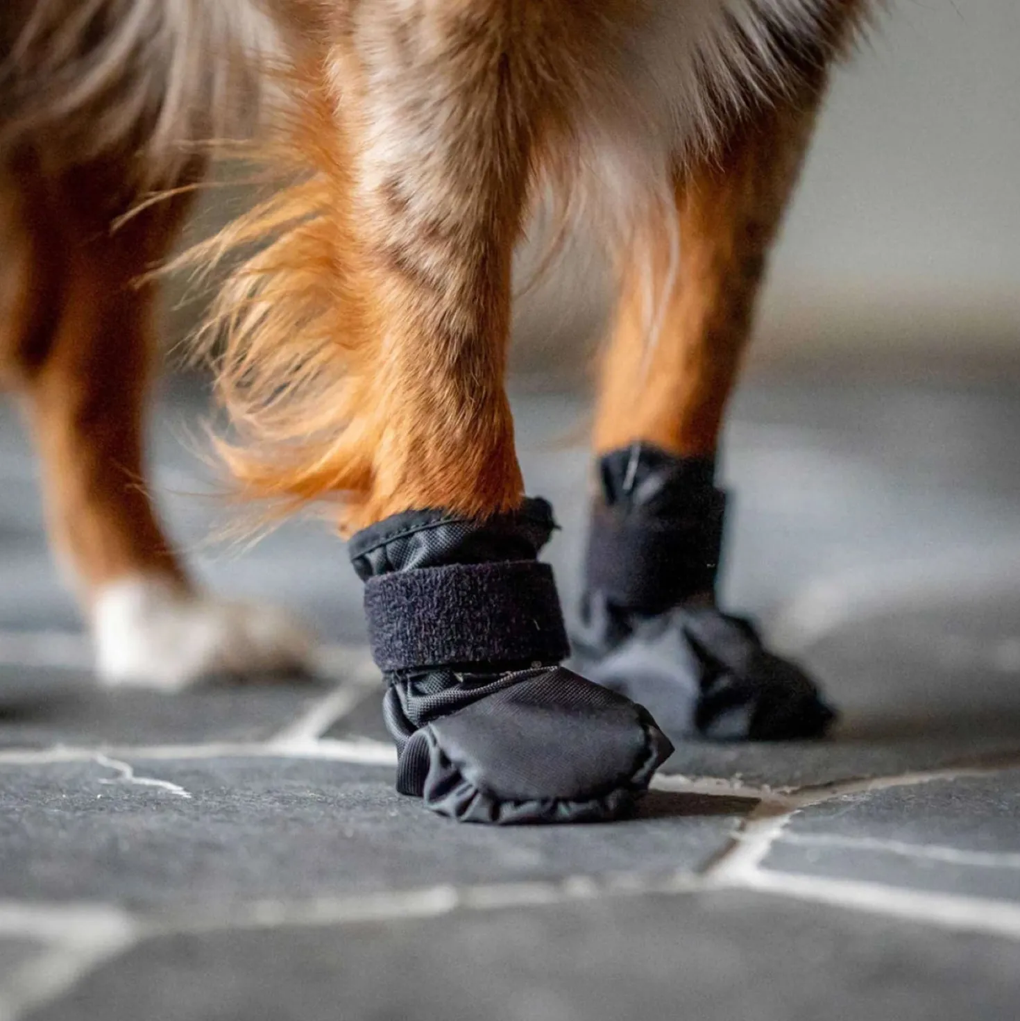 Back on Track Hondenschoenen Koda Zwart