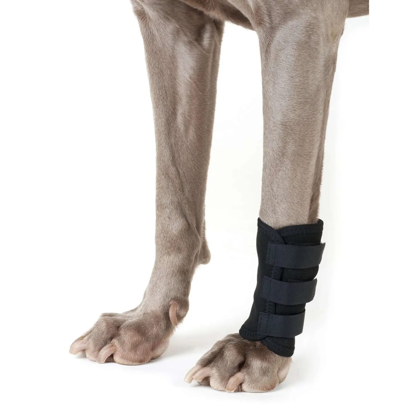 Back on Track Peesbeschermer Hond met Klitteband Zwart