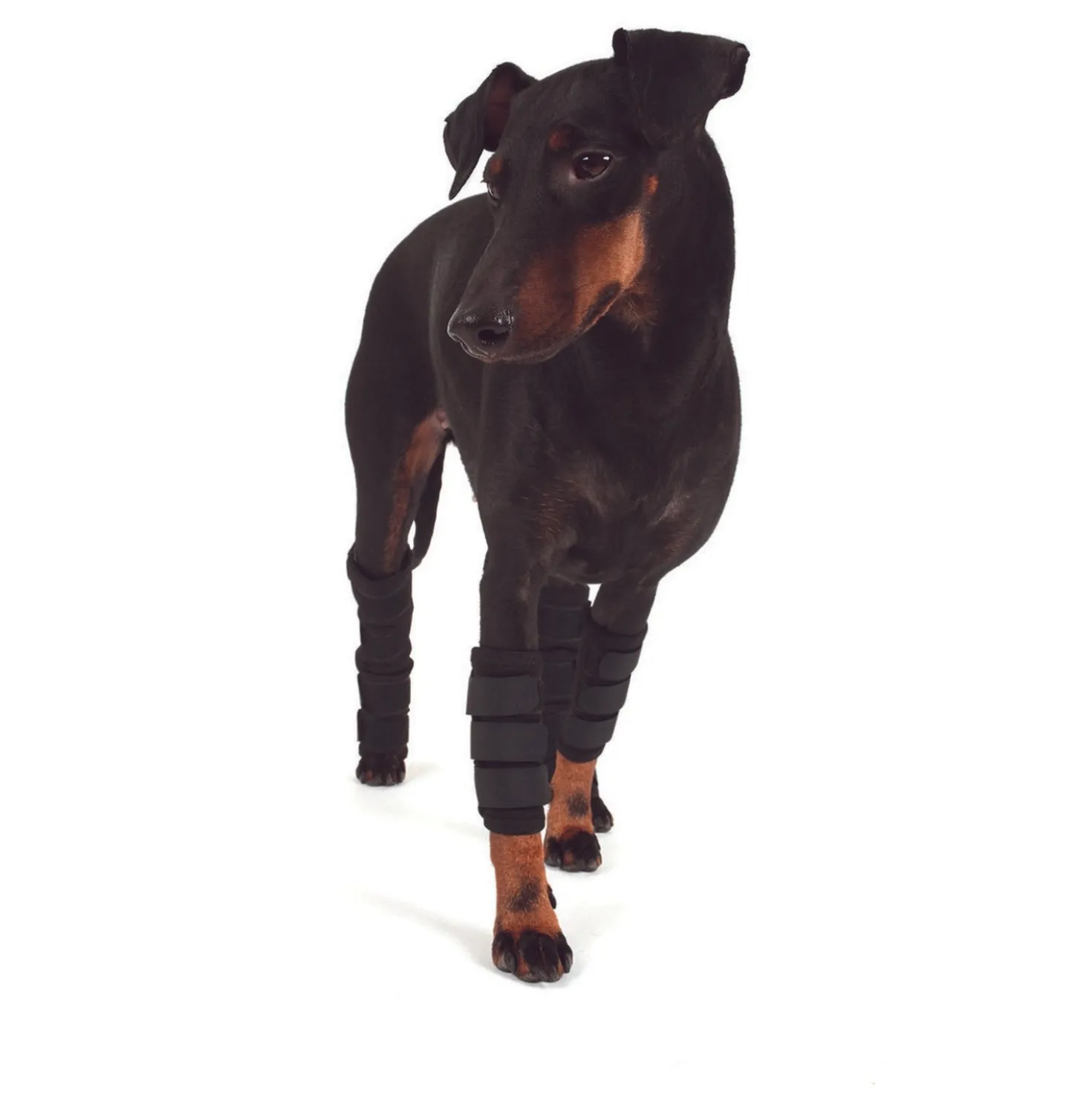 Back on Track Peesbeschermer Hond met Klitteband Zwart