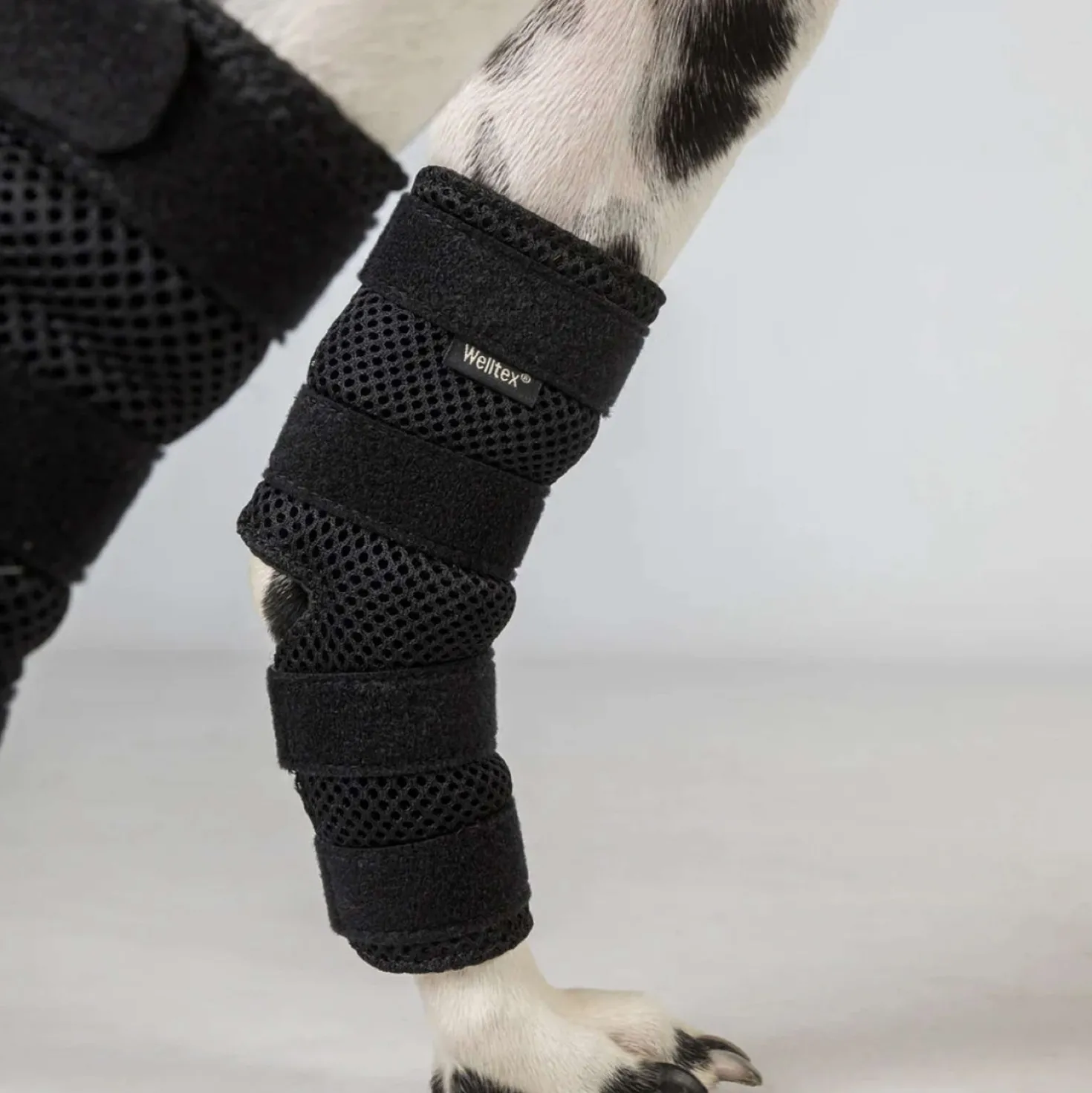 Back on Track Spronggewricht Beschermer Dixie Hond Zwart