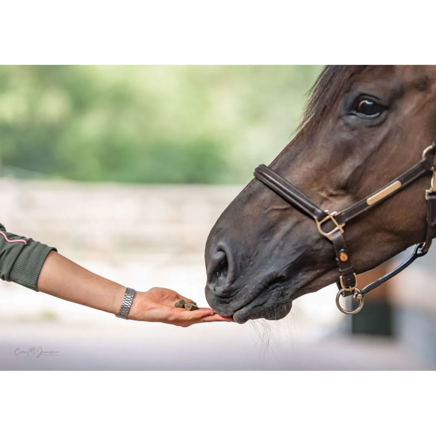 Bense & Eicke Paardensnoepjes Wiesen Happies Wilde Bes Kruiden