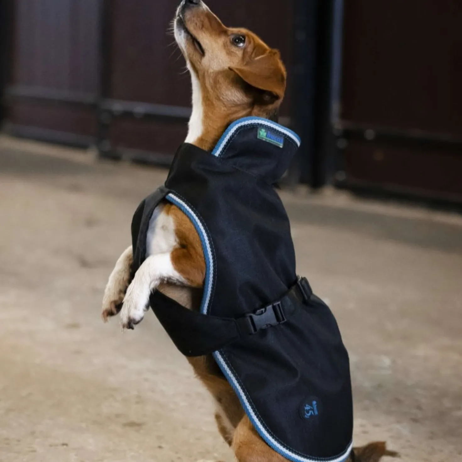Bucas Anniversary Dog Rug Sapphire
