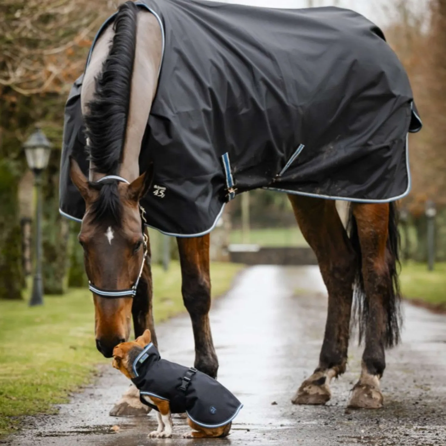 Bucas Anniversary Dog Rug Sapphire