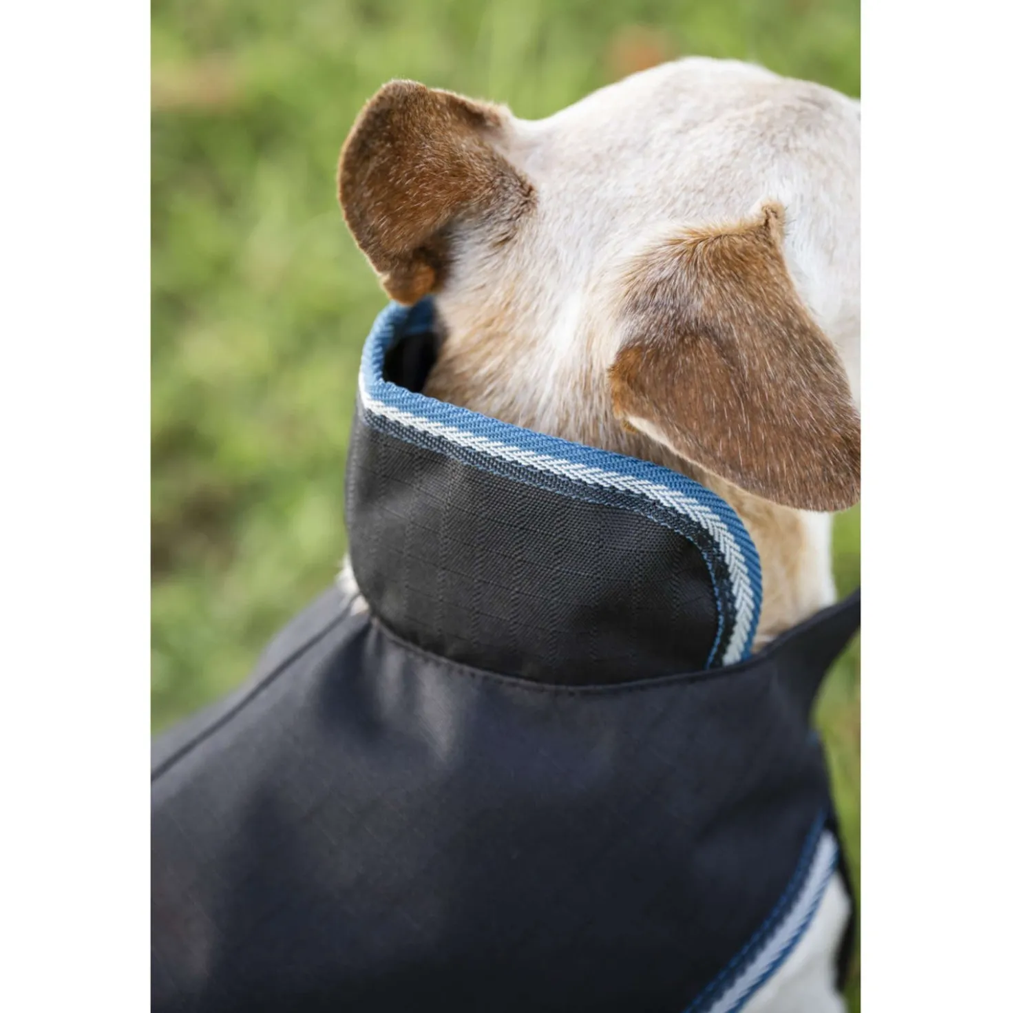 Bucas Anniversary Dog Rug Sapphire