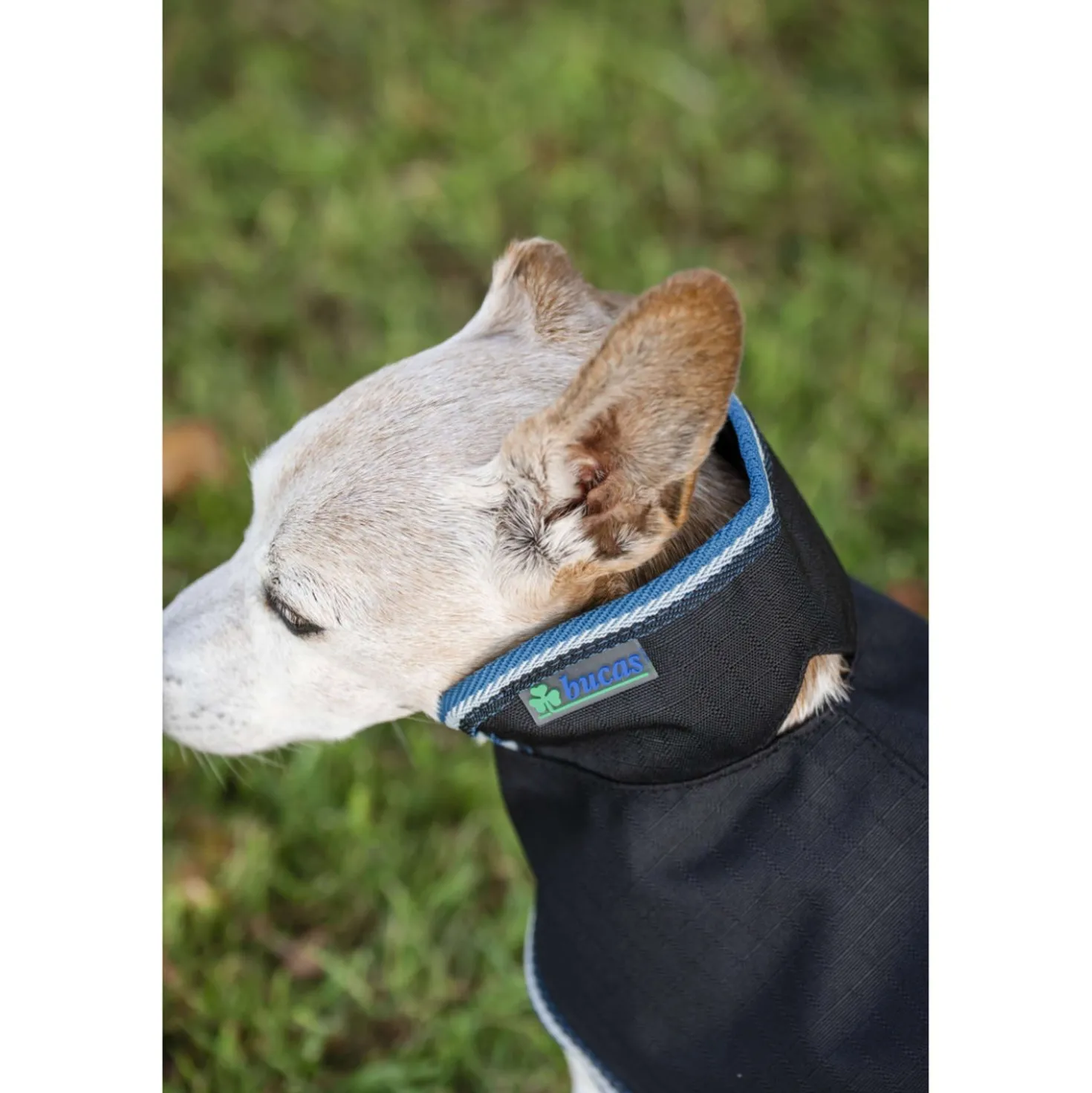 Bucas Anniversary Dog Rug Sapphire