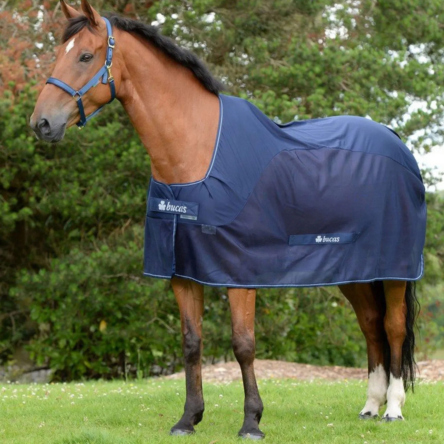 Bucas Competition Cooler Navy