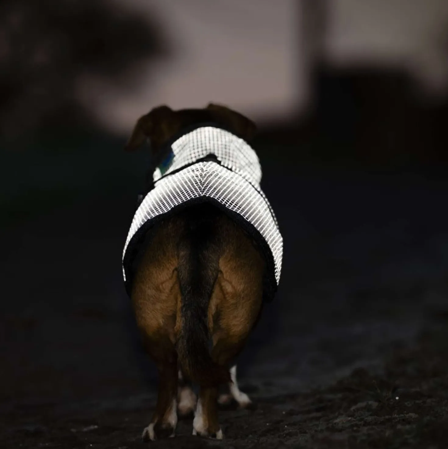 Bucas Dog Rug Reflectglow Reflectglow