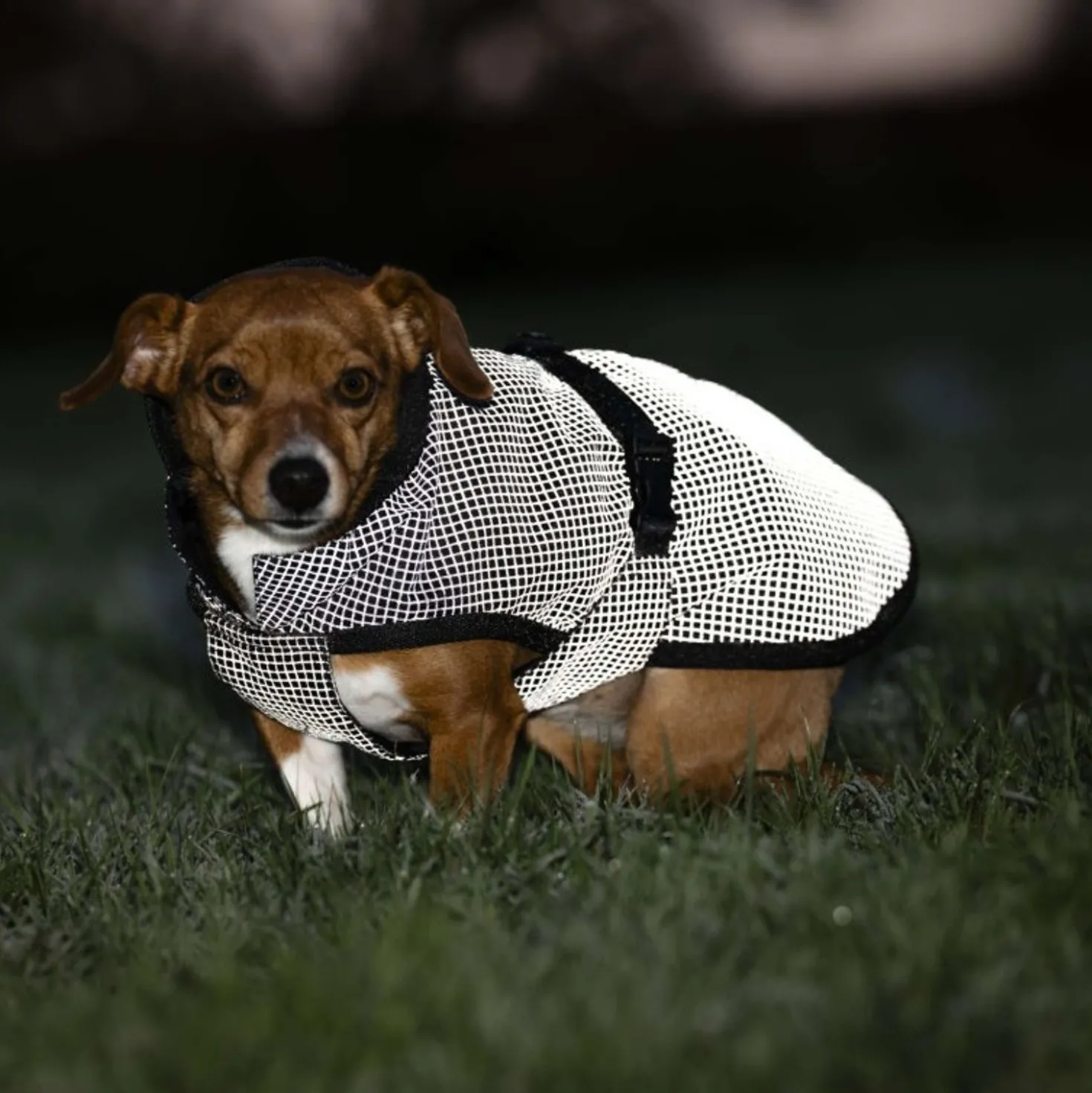 Bucas Dog Rug Reflectglow Reflectglow