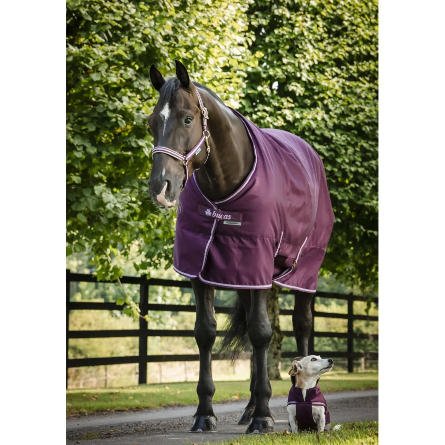 Bucas Freedom Staldeken 300g Blackberry