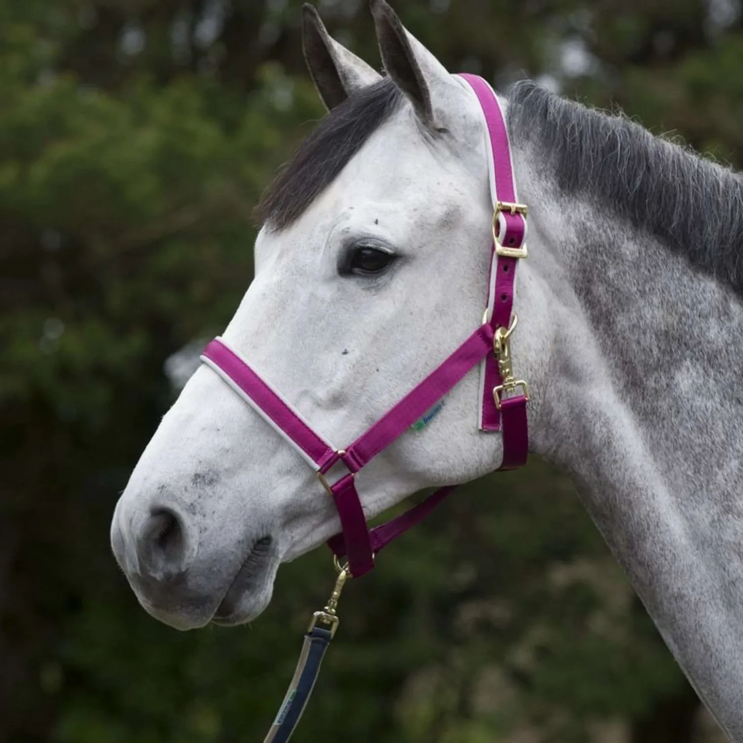 Bucas Halster Dublin Berry/Silver