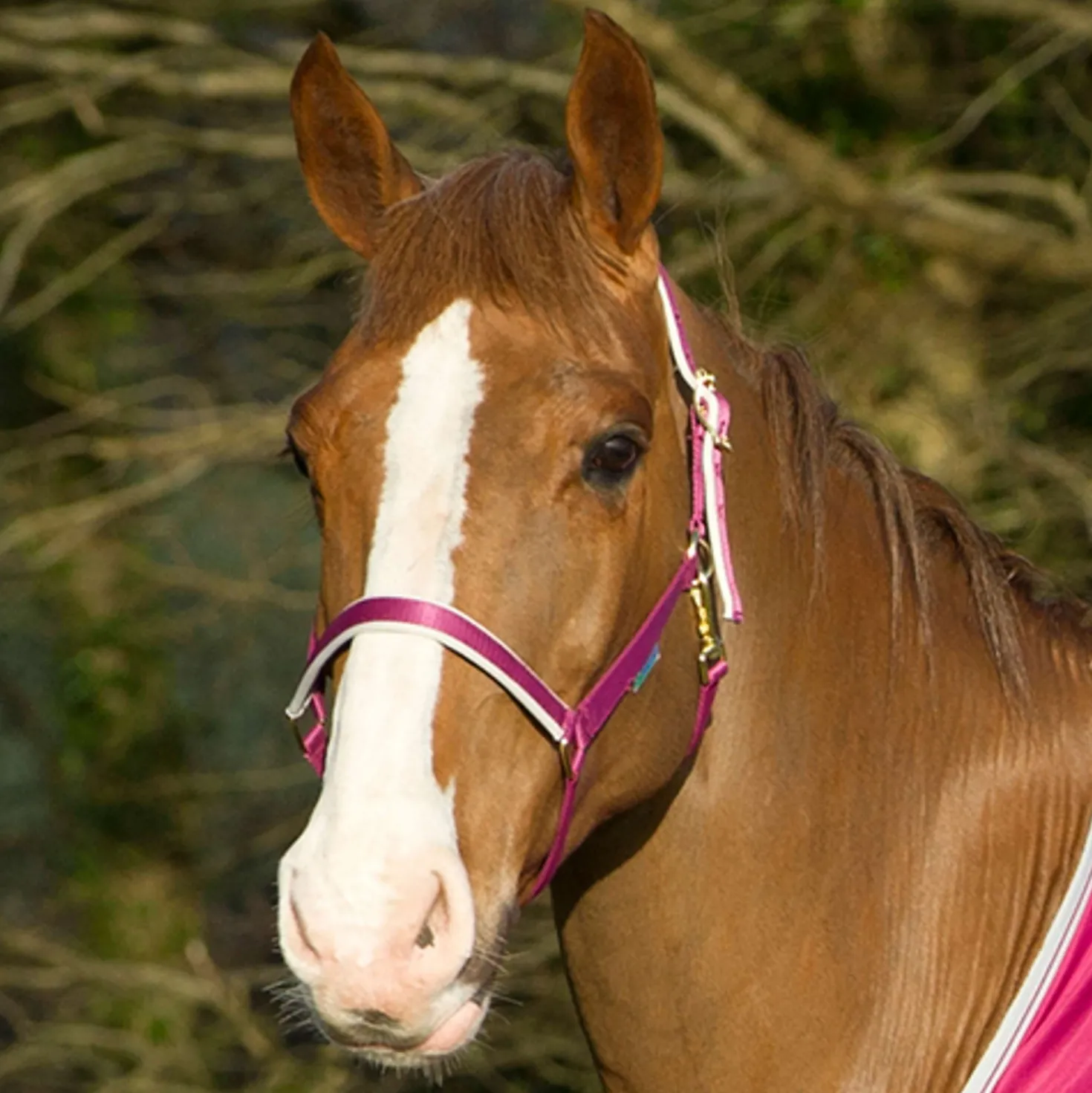 Bucas Halster Dublin Berry/Silver
