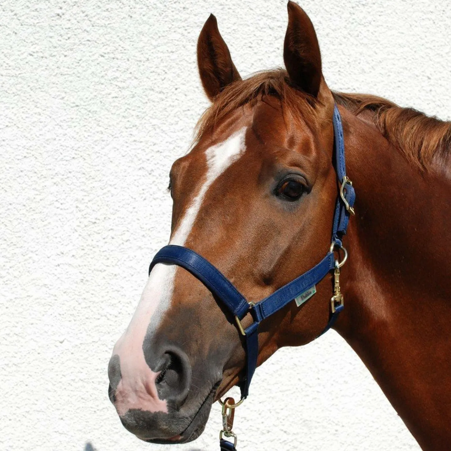 Bucas Halster Dublin Navy