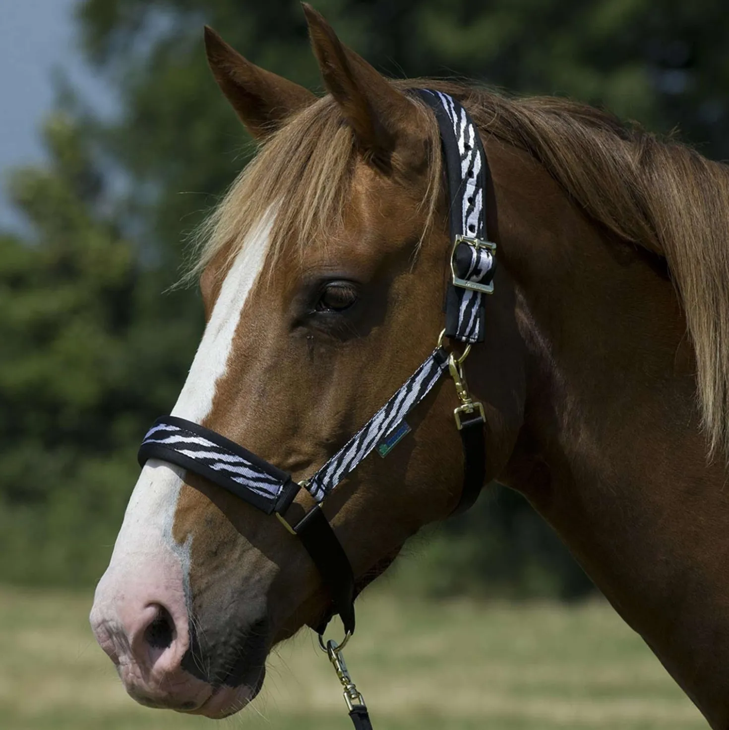 Bucas Halster Dublin Zebra