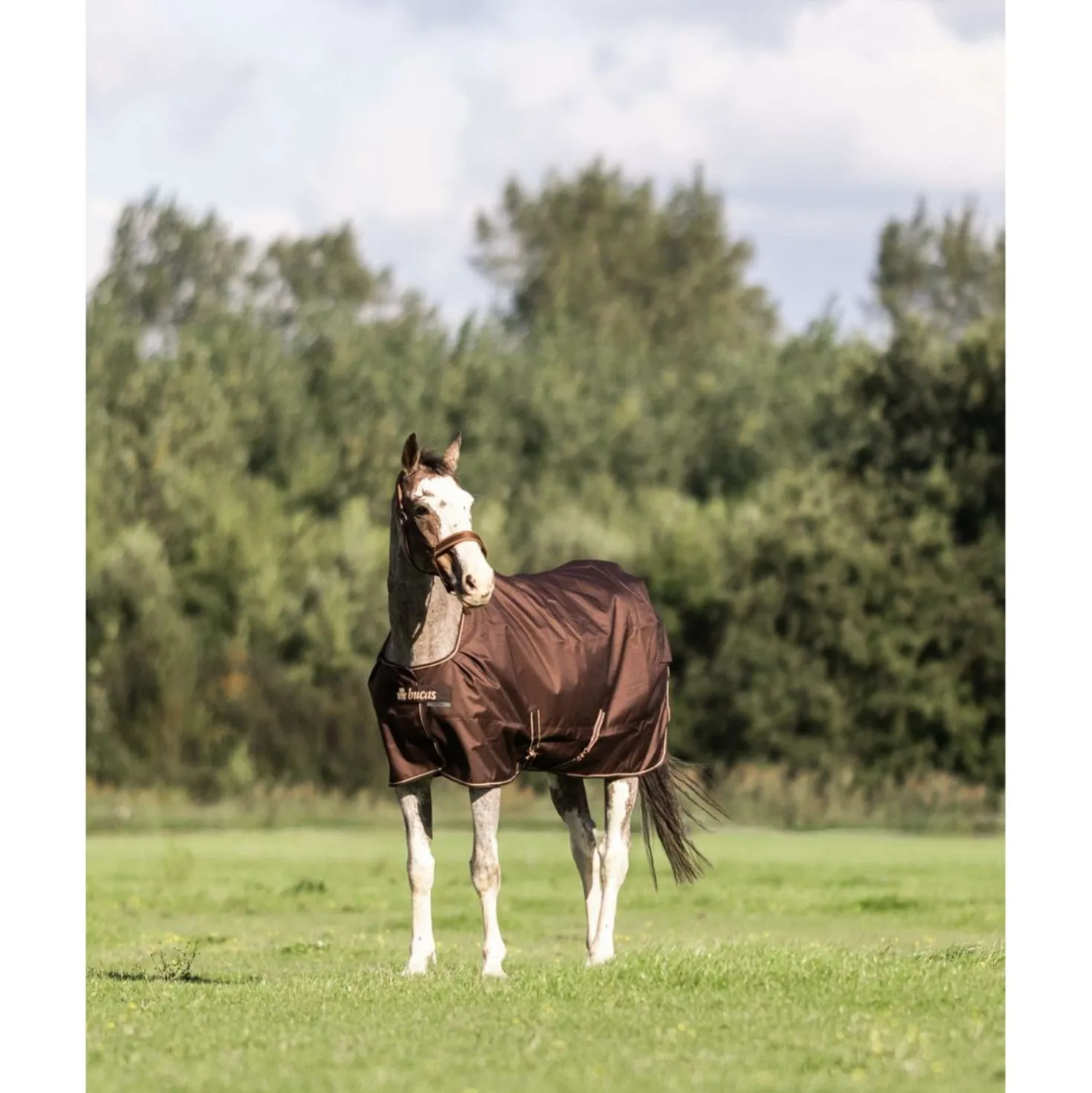 Bucas Irish Turnout 50g + Neck Espresso