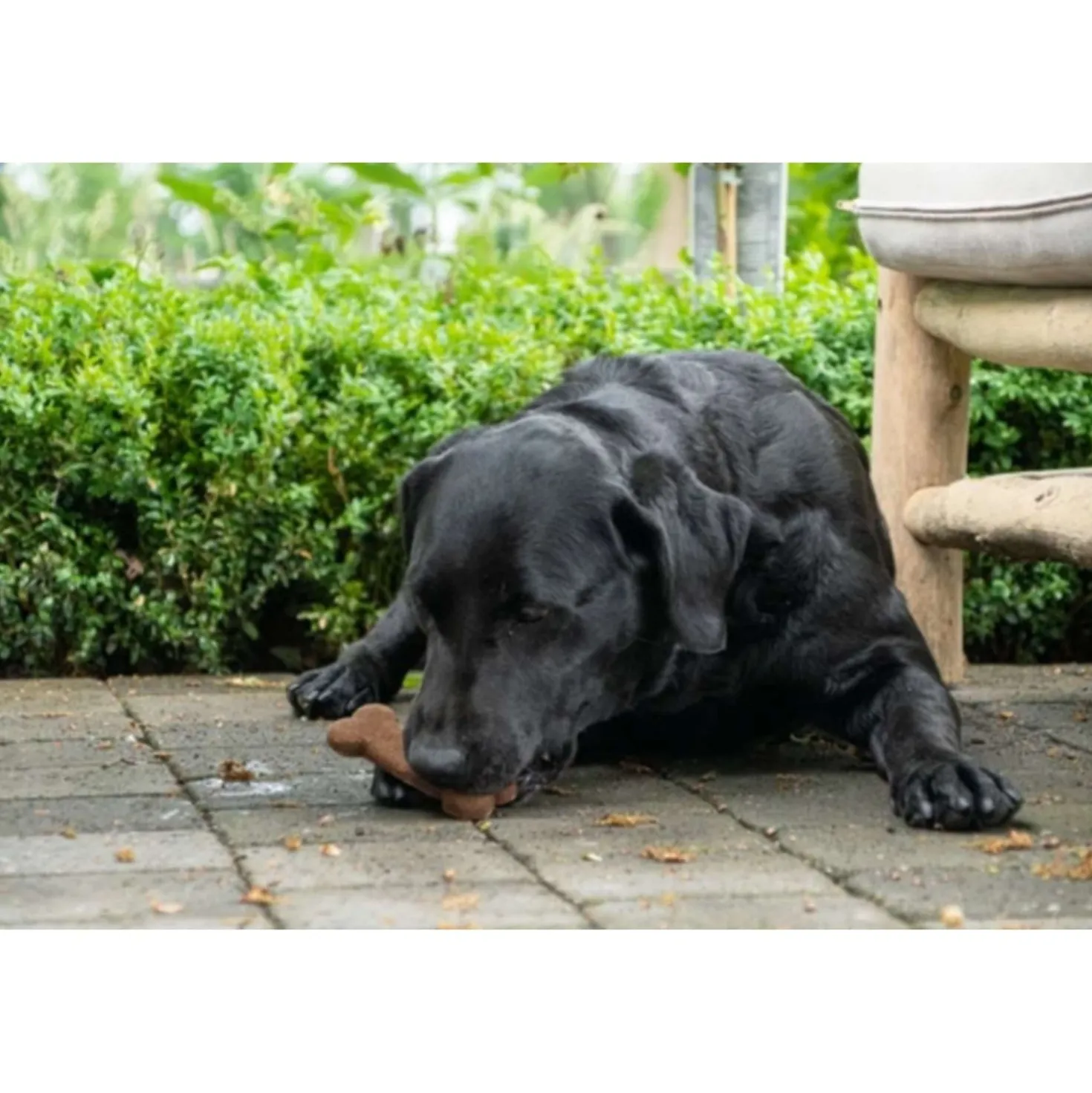 Bugbone Hondensnack 6 stuks