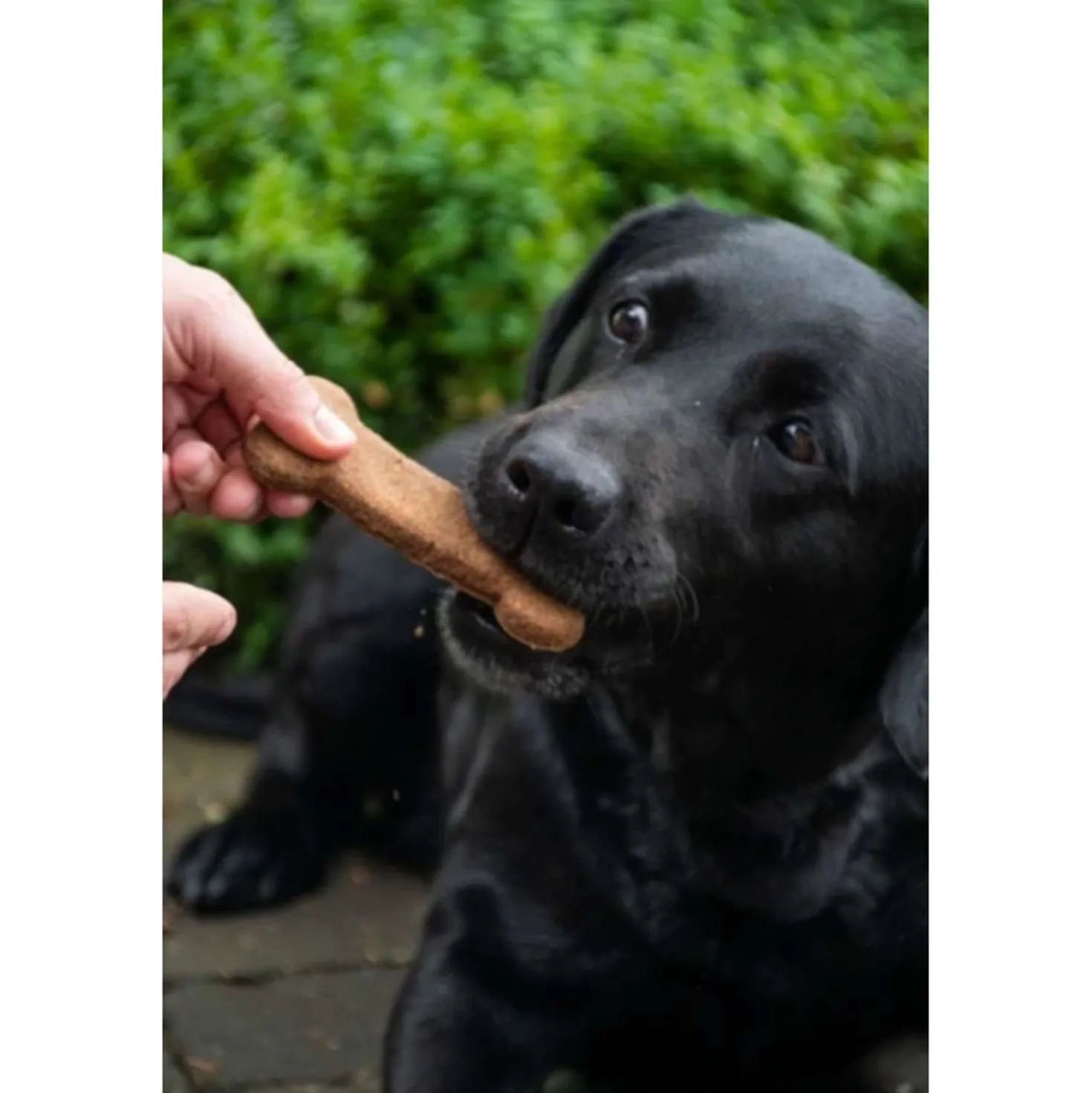 Bugbone Hondensnack 6 stuks