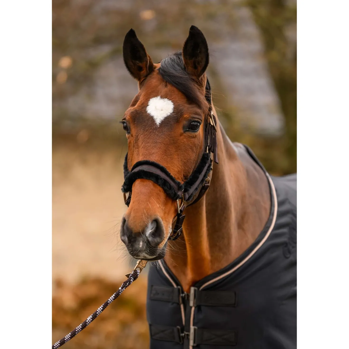 Cavallo Halster CavalJero met Bont Café Noir
