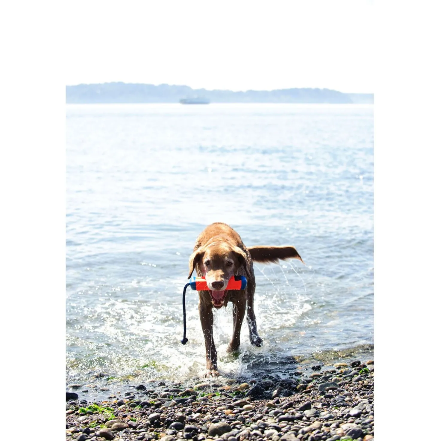 Chuckit Amphibious Bumper