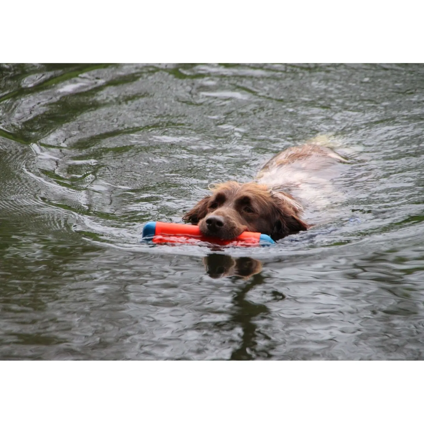 Chuckit Amphibious Bumper