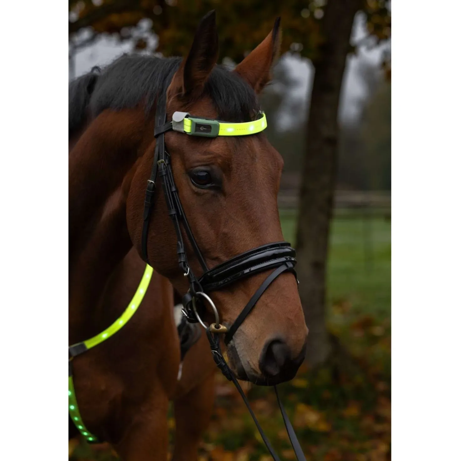 Covalliero Frontriem Led Reflectie