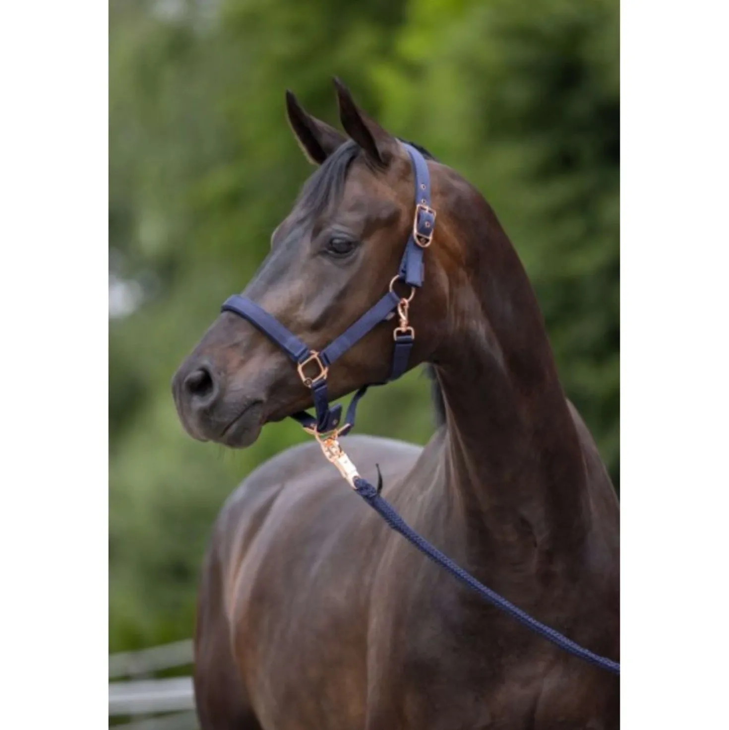 Covalliero Halster Classy Navy