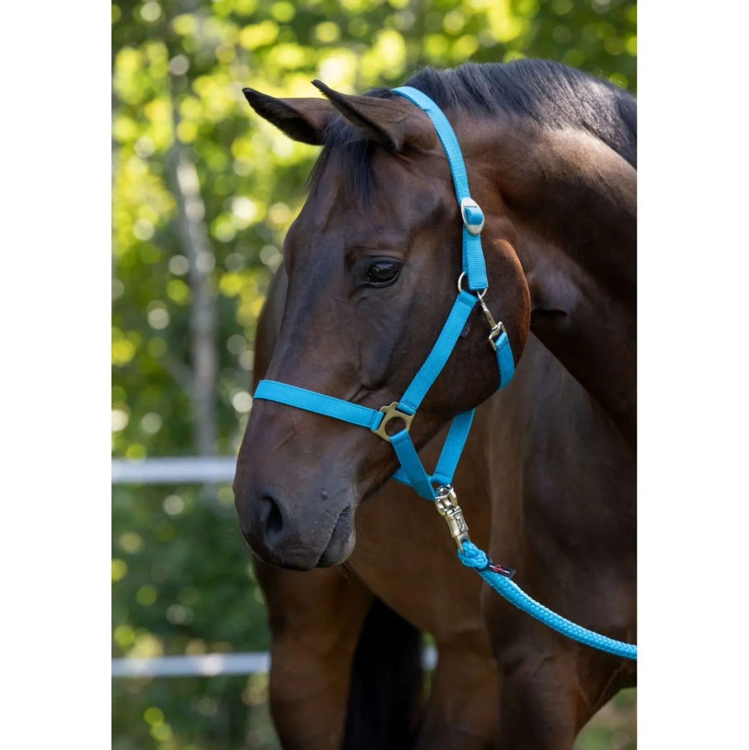 Covalliero Halster Hippo Blauw