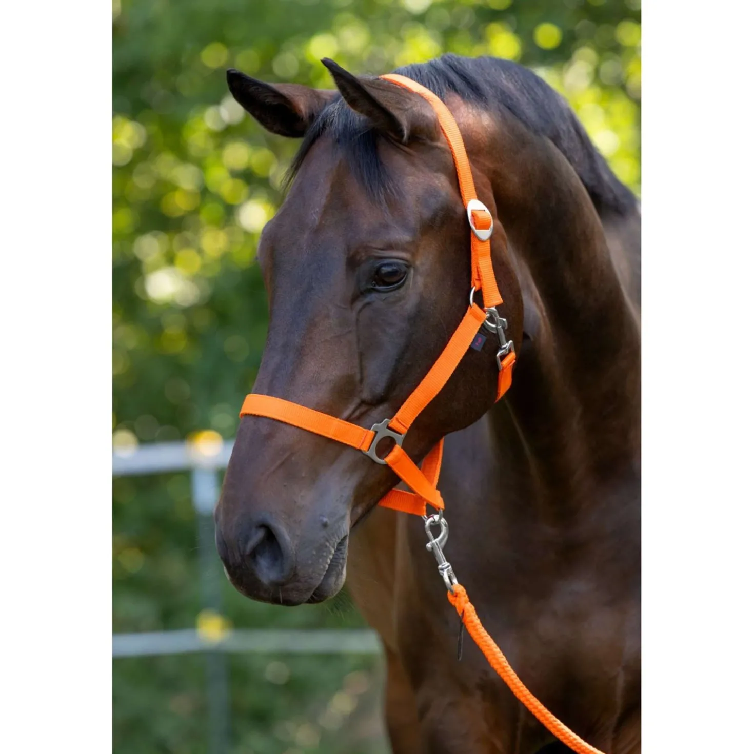 Covalliero Halster Hippo Oranje