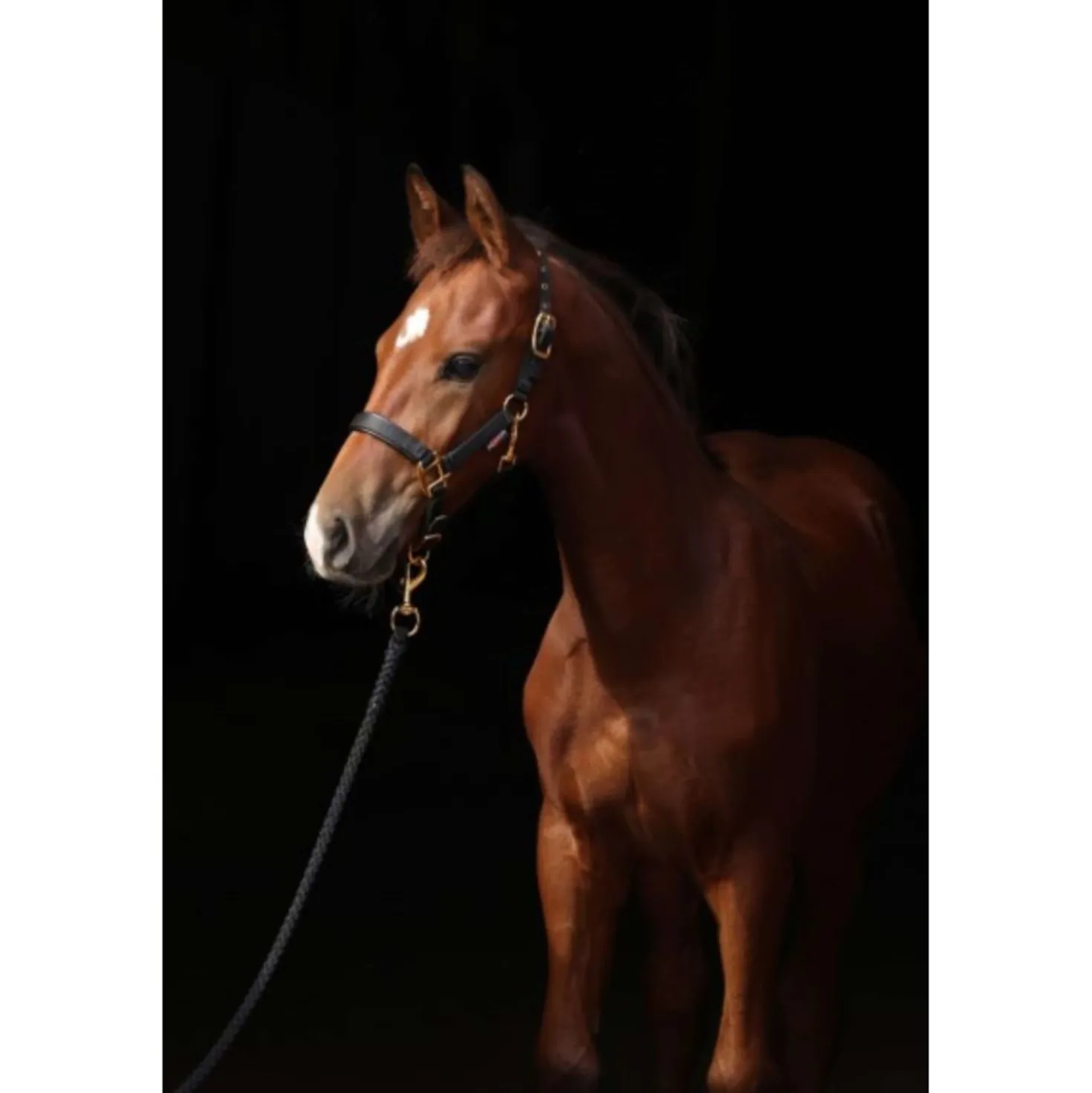 Covalliero Veulenhalster TopLine Zwart