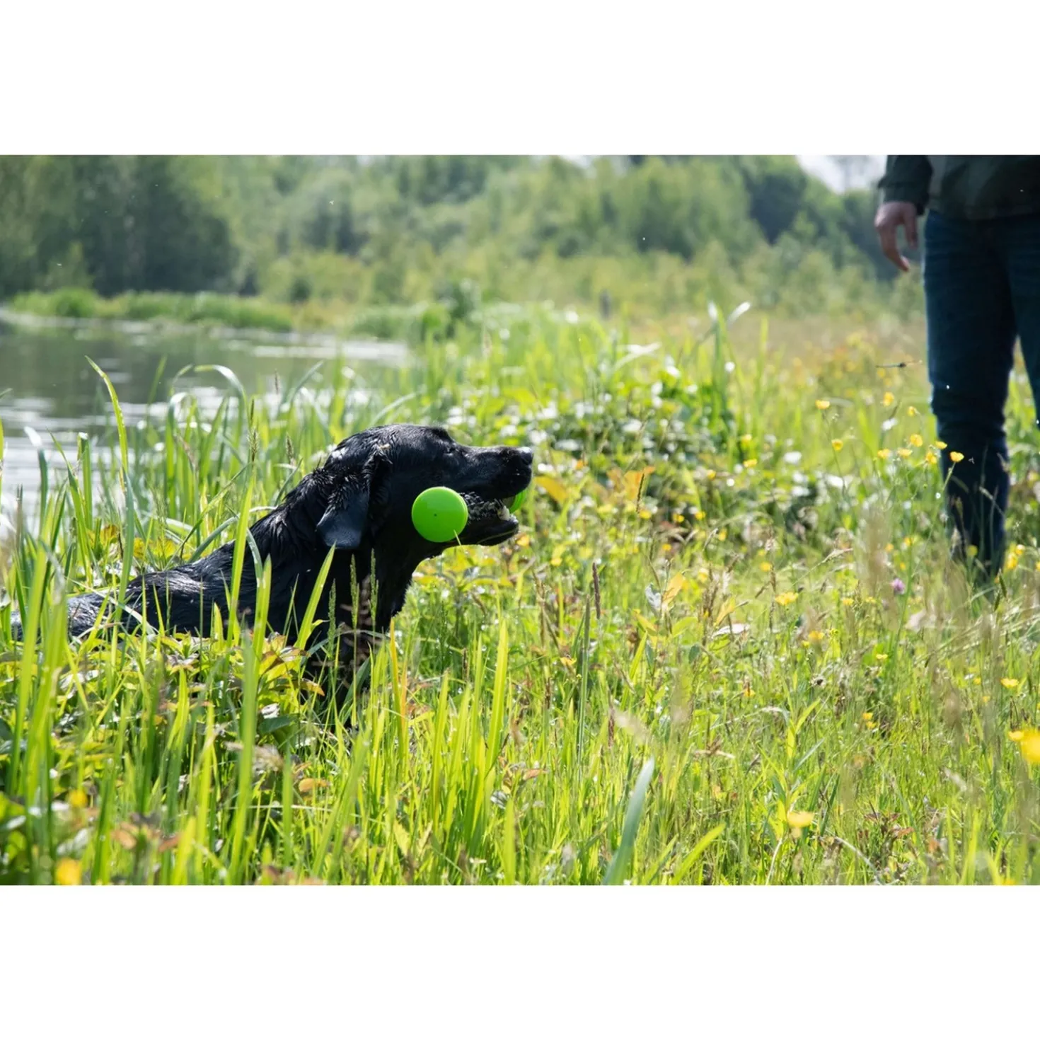 Dog Comets Werpstok Meteor Groen