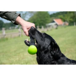 Dog Comets Werpstok Meteor Groen