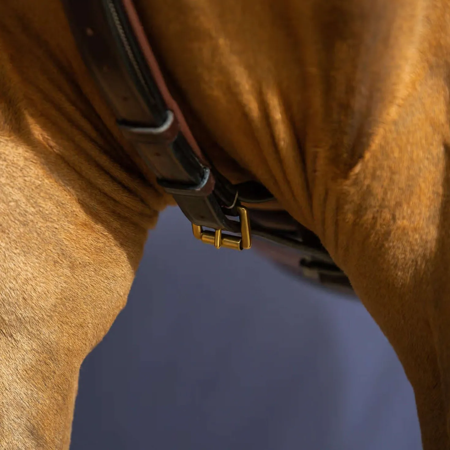 Dyon Martingaal Yoke Bruin