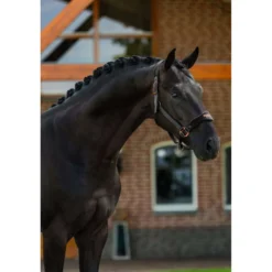 Equestrian Stockholm Halster Anatomic Fleece Zwart/Blush