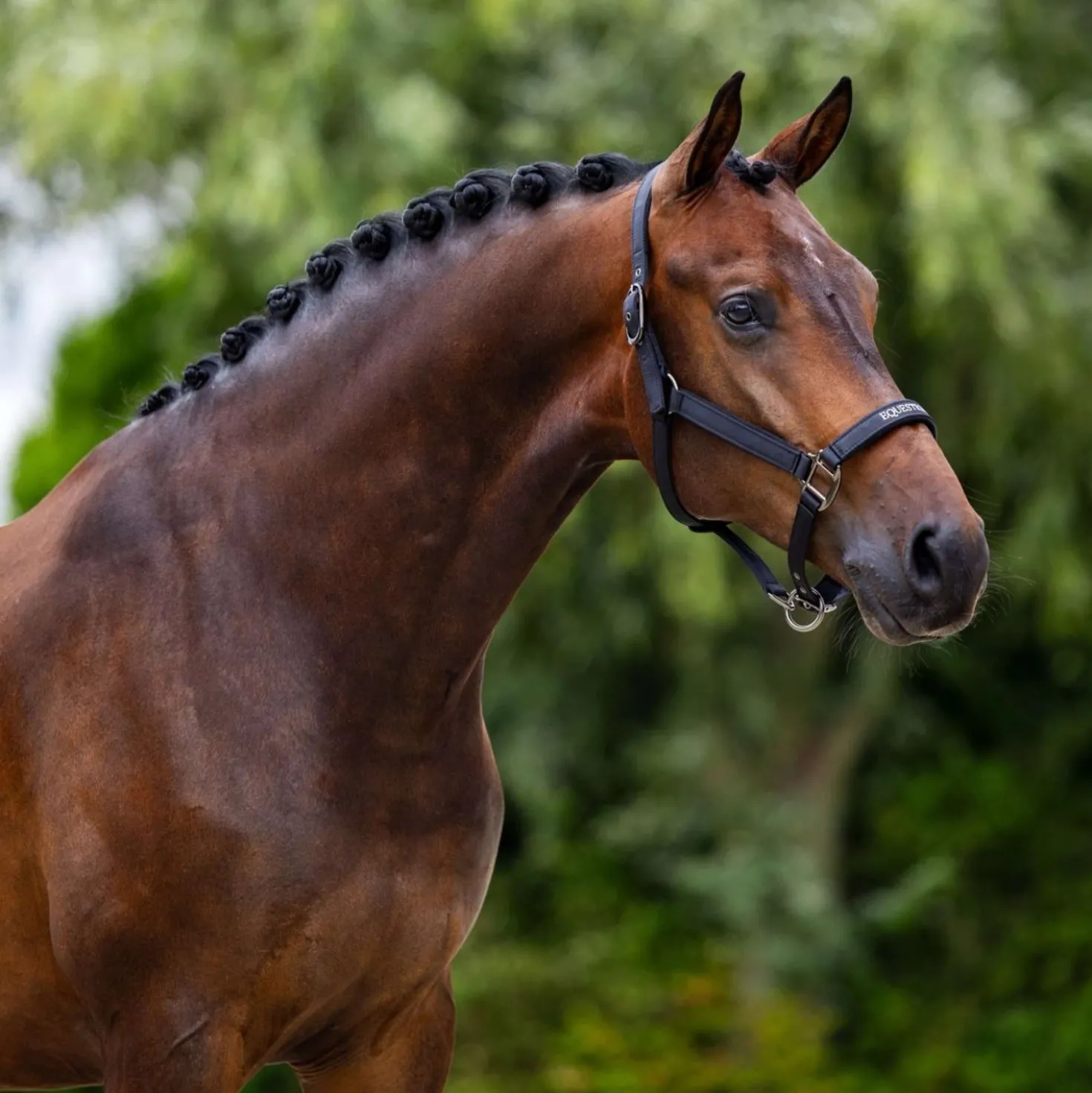 Equestrian Stockholm Halster Line Zwart