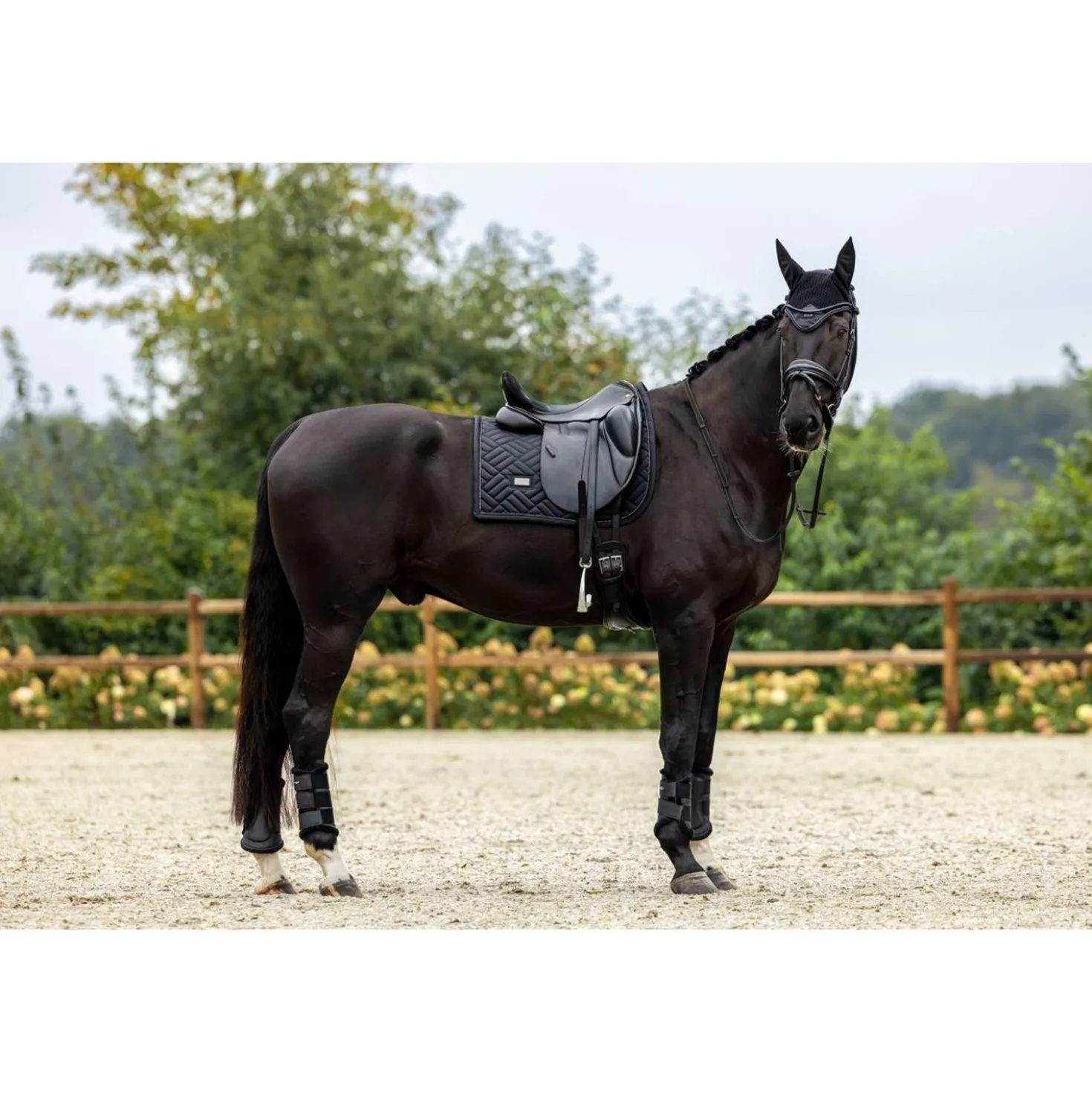 Equestrian Stockholm Oornetje Black Edition