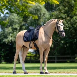 Equestrian Stockholm Zadeldekje Velvet Dressuur Zwart