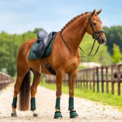 Equestrian Stockholm Zadeldekje Satin Dressuur Sycamore Green