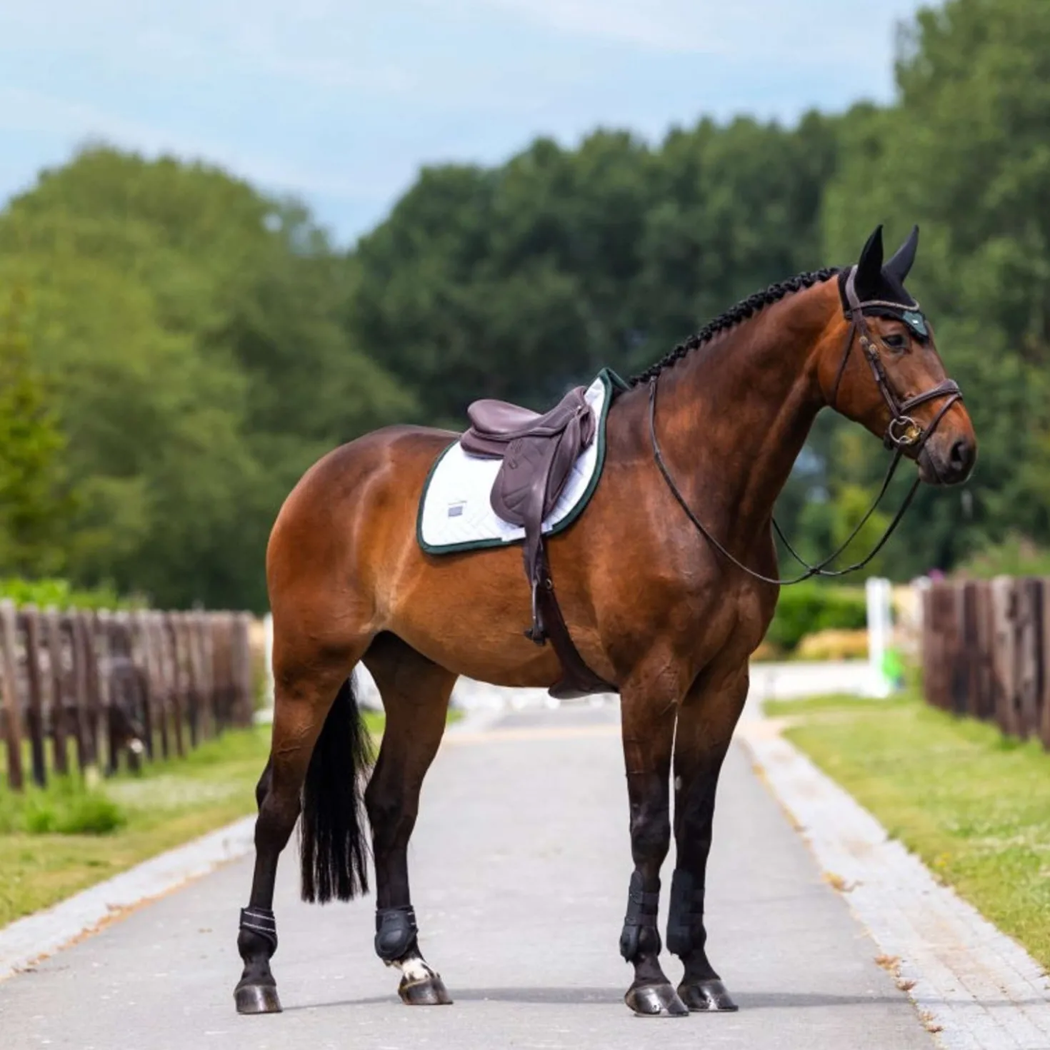 Equestrian Stockholm Zadeldekje Modern Springen Wit/Sycamore Green