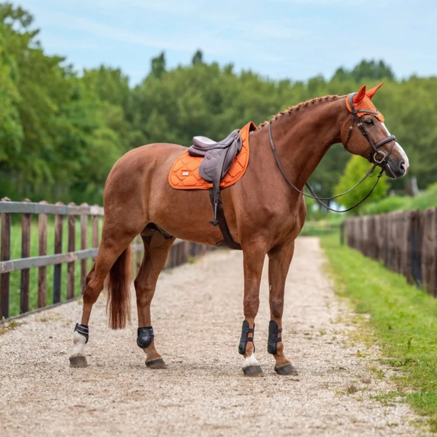 Equestrian Stockholm Zadeldekje Satin Springen Chestnut