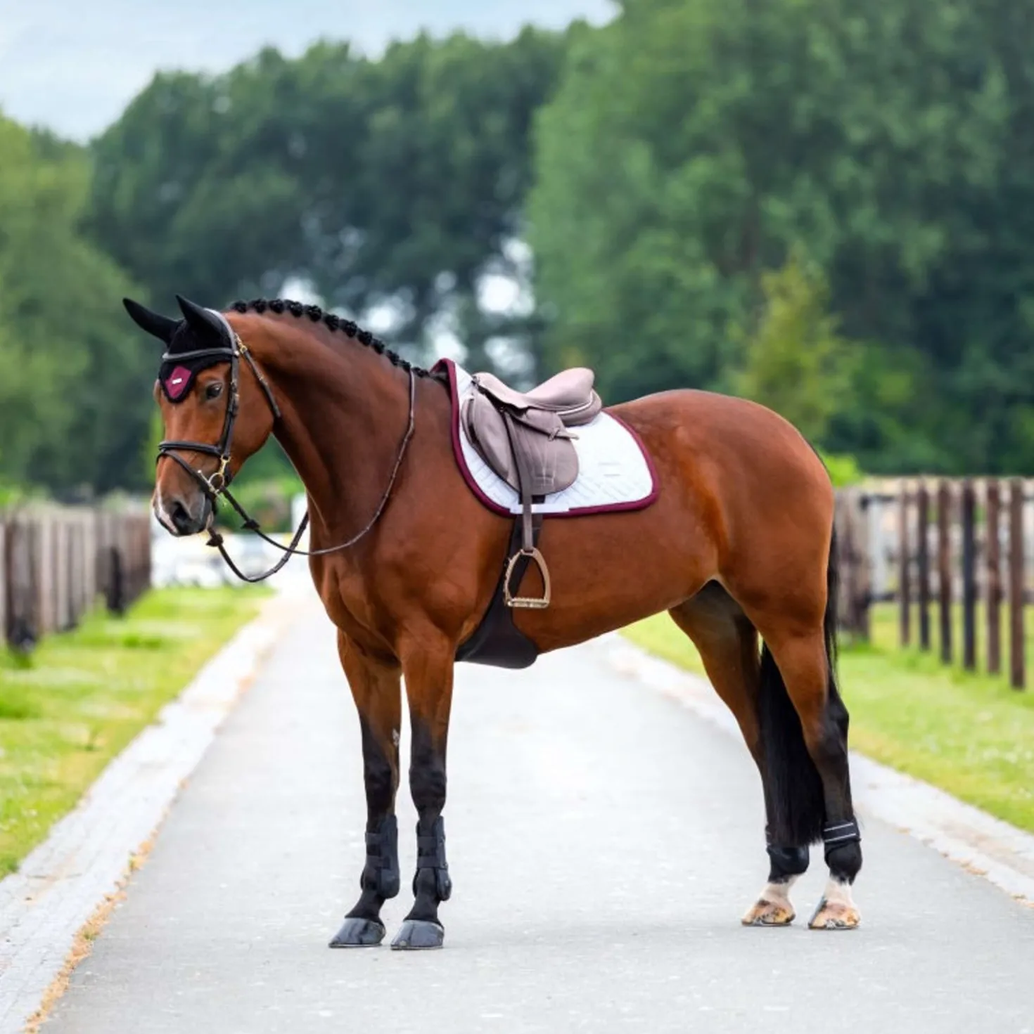 Equestrian Stockholm Zadeldekje Modern Springen Wit/Merlot