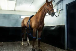 Equine Legcooler Base Plus Type 2 voor 2 Benen