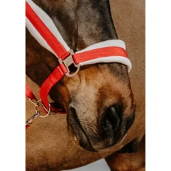 EQUITHÈME Halster Set Kerst Rood